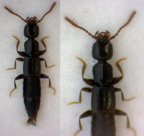 Luzea nigritula